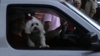 NSB parade dog in ride